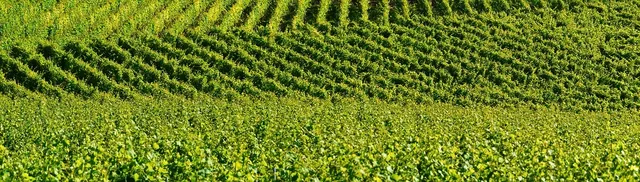 vedi in dettaglio Anello del Prosecco Superiore
